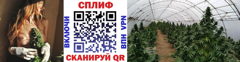 Бошки Шишки марихуана Анжеро-Судженск